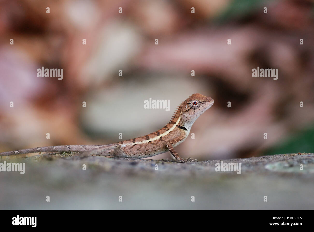 Closeup of Emma Gray's Forest Lizard (Calotes emma) Stock Photo