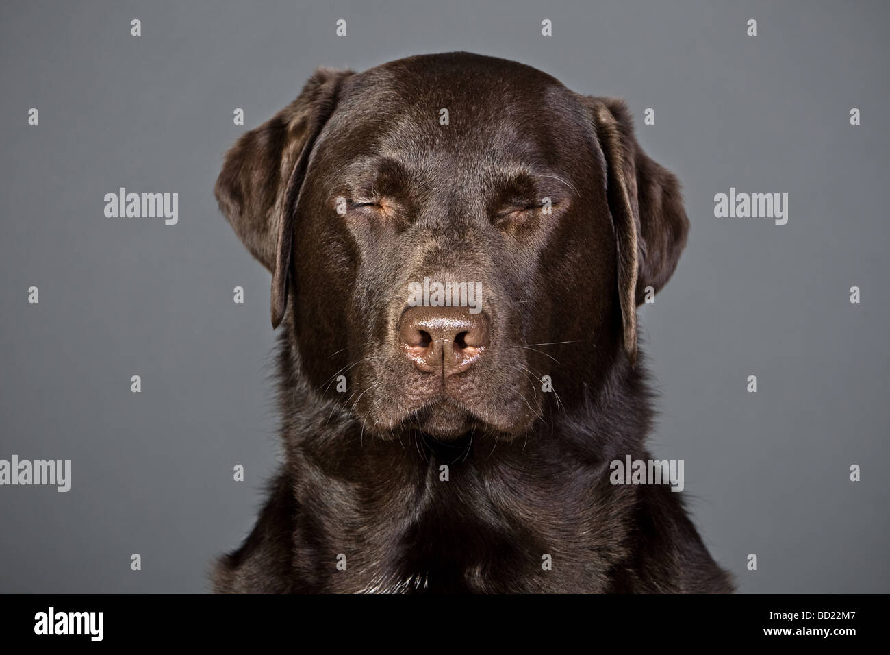Shot of a Chocolate Labrador with his Eyes Shut Stock Photo