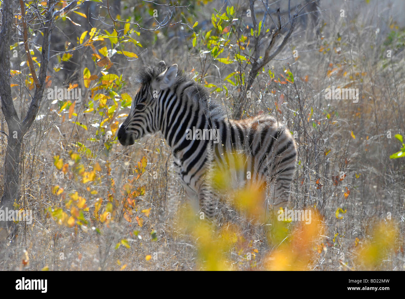 Fluffy baby zebra in dry grass and winter leaves, Kruger National Park