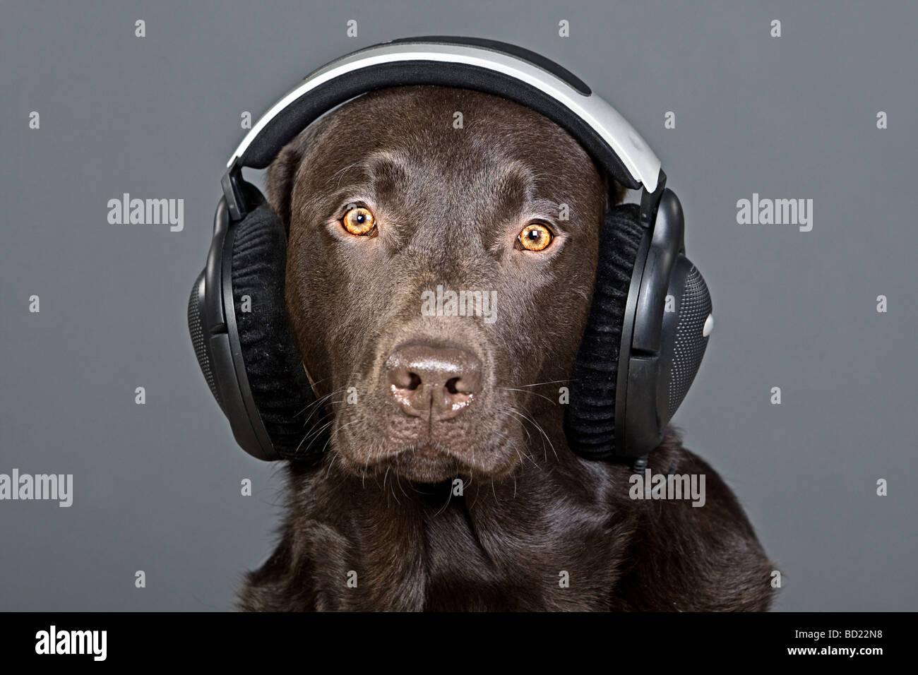 Shot of a Chocolate Labrador Listening to his Headphones Stock Photo