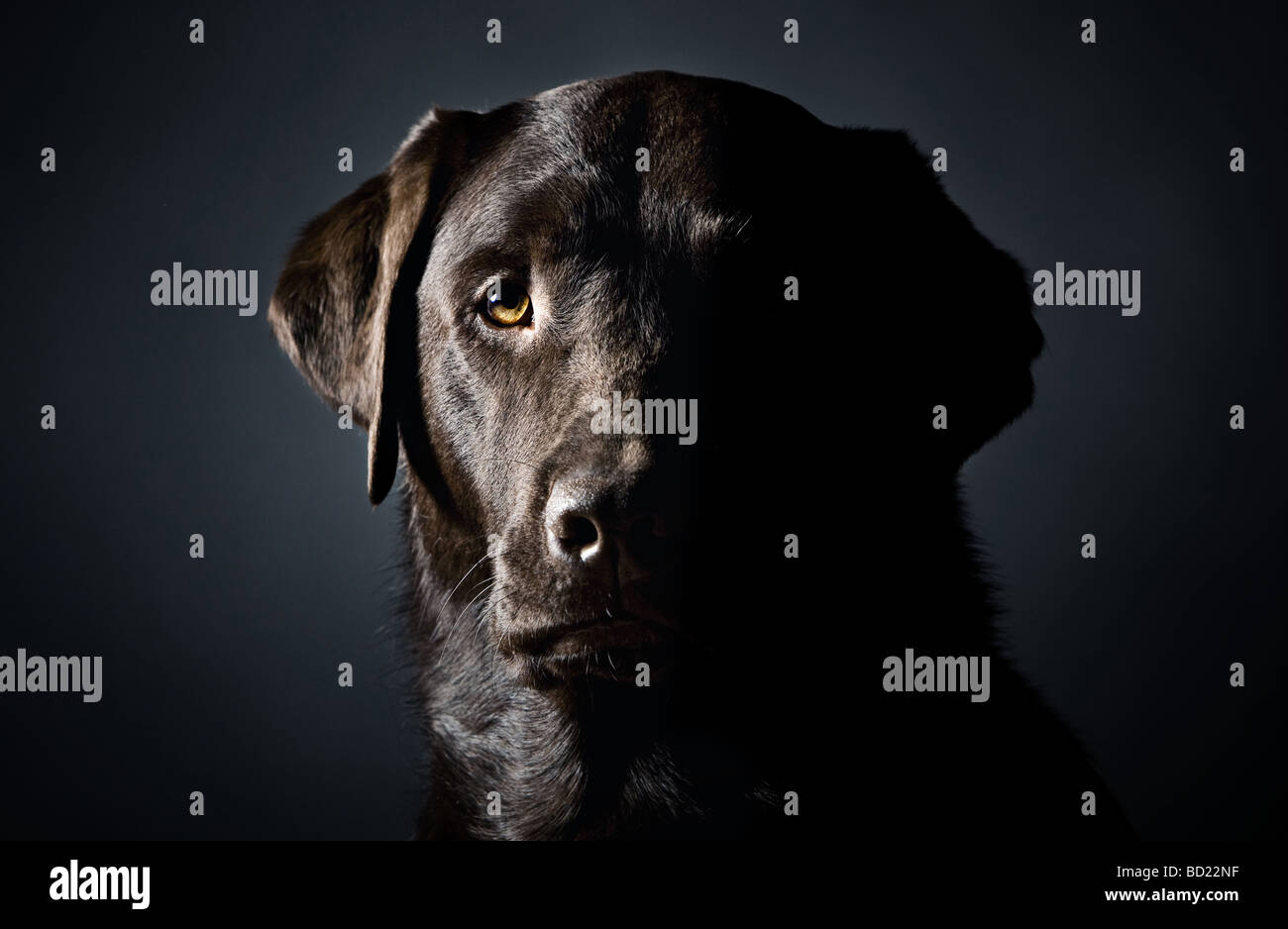 Side Lit Low Key Head Shot of a Strong Labrador Stock Photo