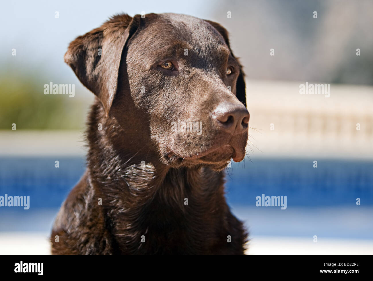 Chocolate Labrador in Sunny Location Stock Photo
