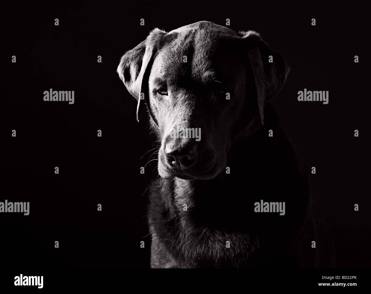 Powerful Black and White Shot of a Sad Looking Labrador Stock Photo