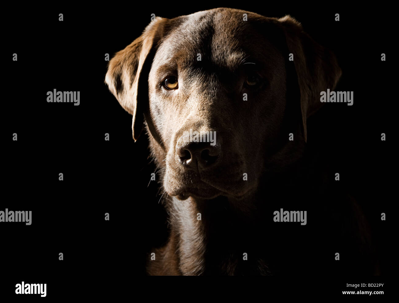 Low Key Shot of a Proud Labrador Stock Photo