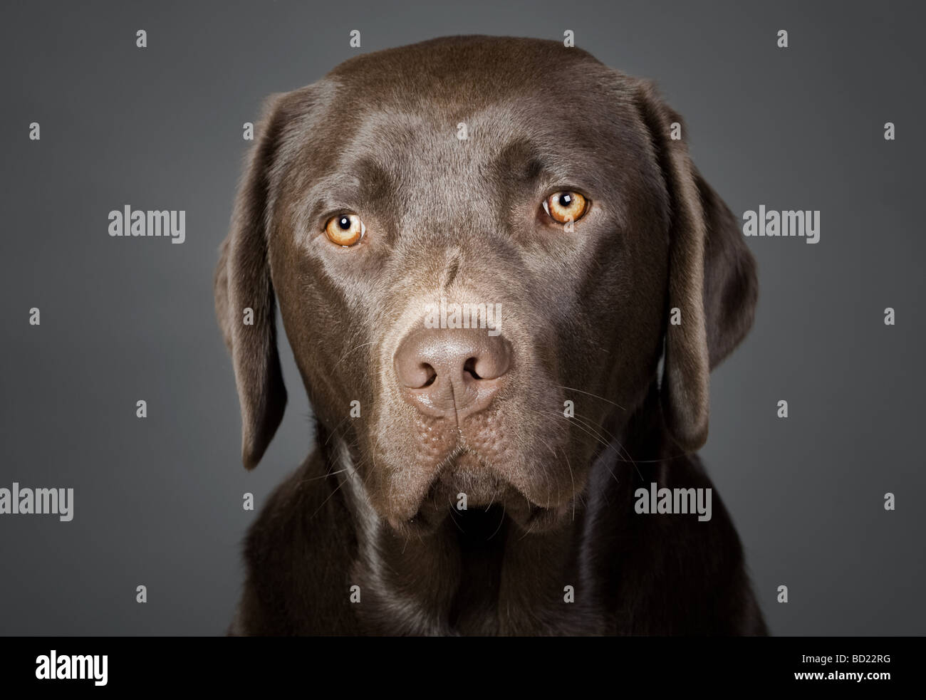 Portrait of a Cute Chocolate Labrador Puppy Stock Photo