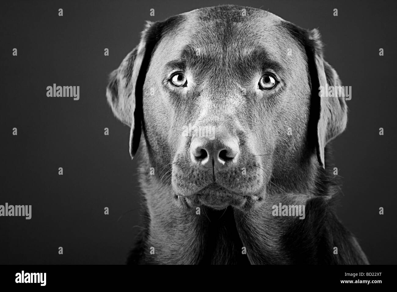 Black and White Shot of a Striking Labrador Stock Photo