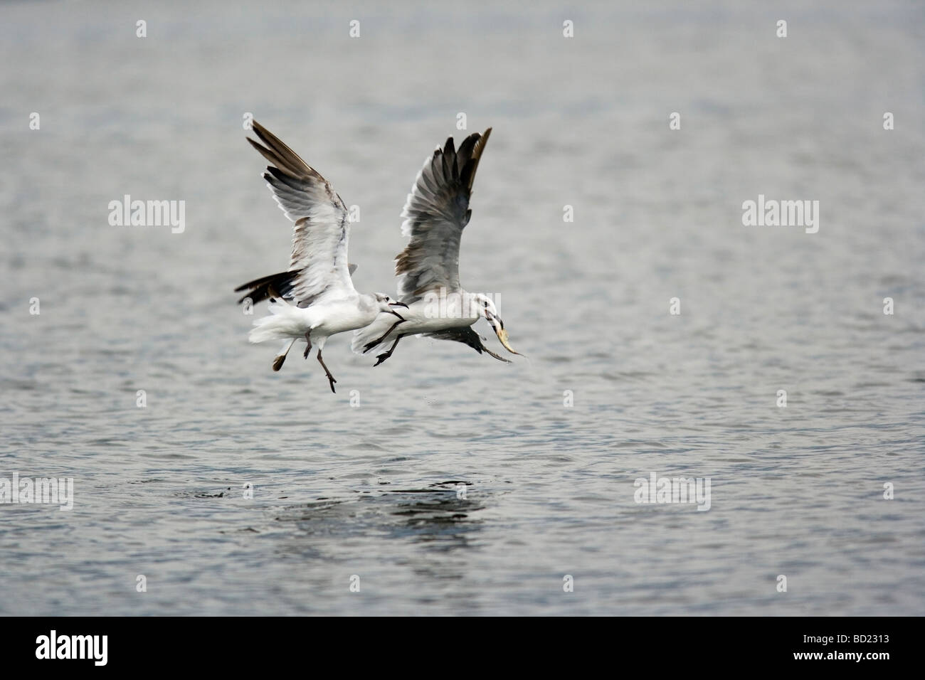 Laughing Gulls fighting over fish in flight - Sanibel Island, Florida Stock Photo