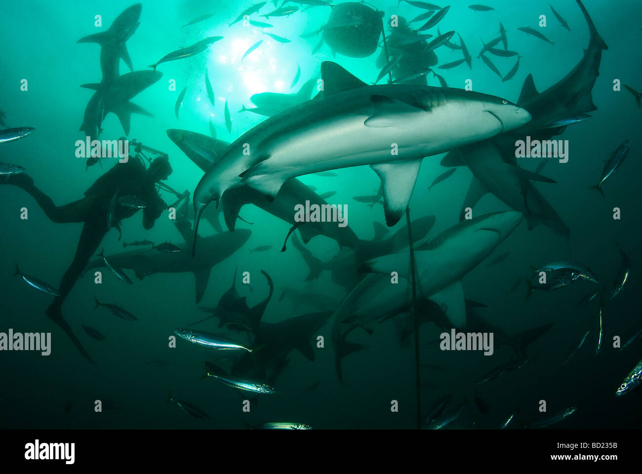 shark feeding Stock Photo