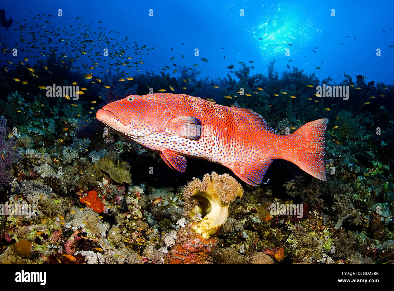 coral grouper at elphinstone reef, egypt Stock Photo