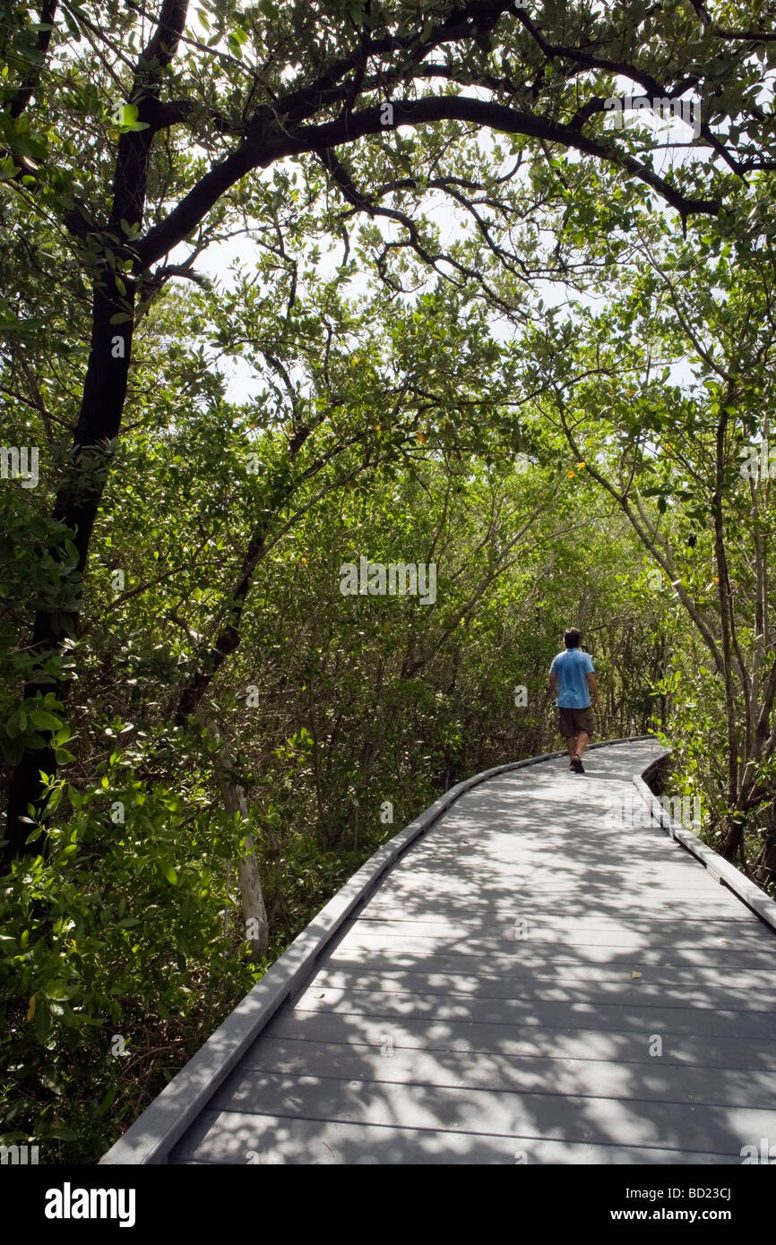 Hiker on Indigo Trail Boardwalk - J. N. Ding Darling National Wildlife Refuge - Sanibel Island, Florida Stock Photo