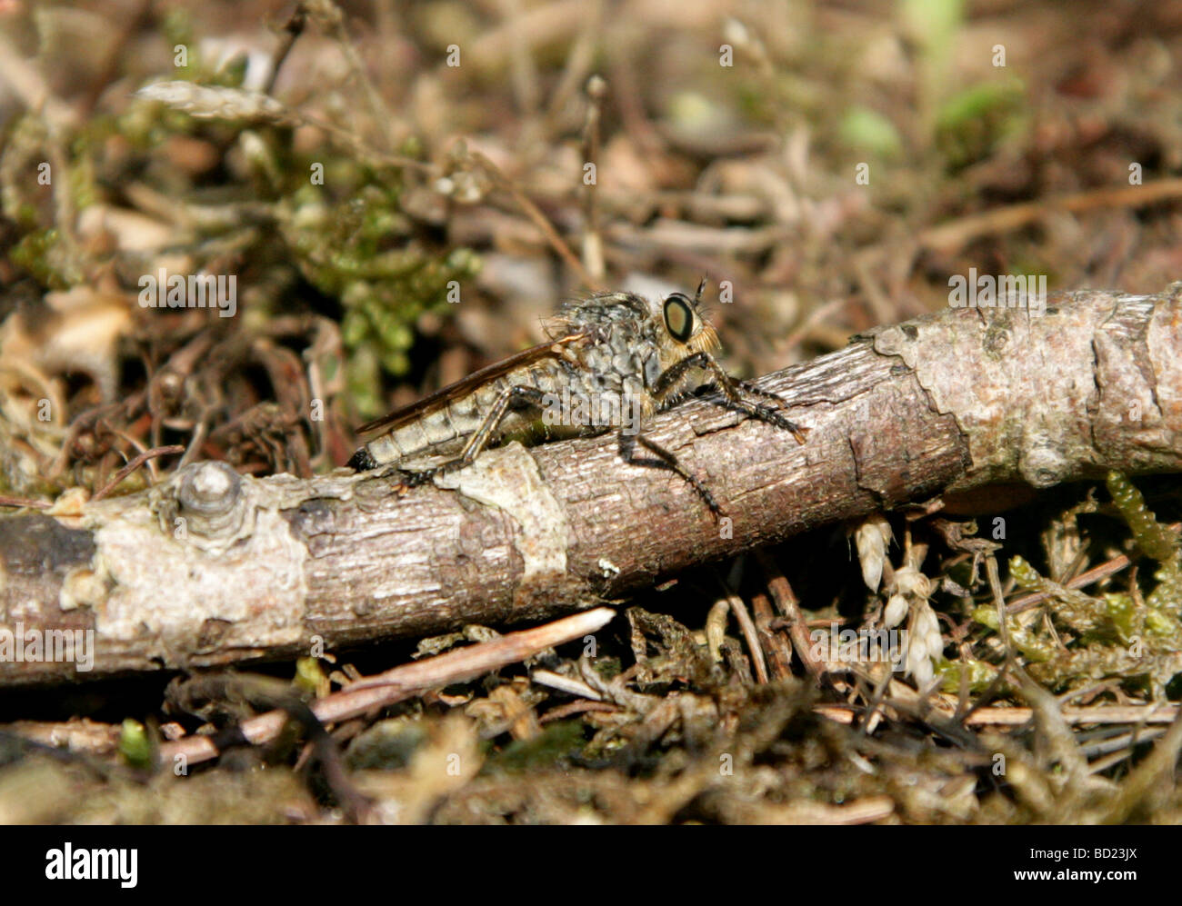 Common Awl Robberfly, Neoitamus cyanurus Syn. Asilus cyanurus, Asilinae