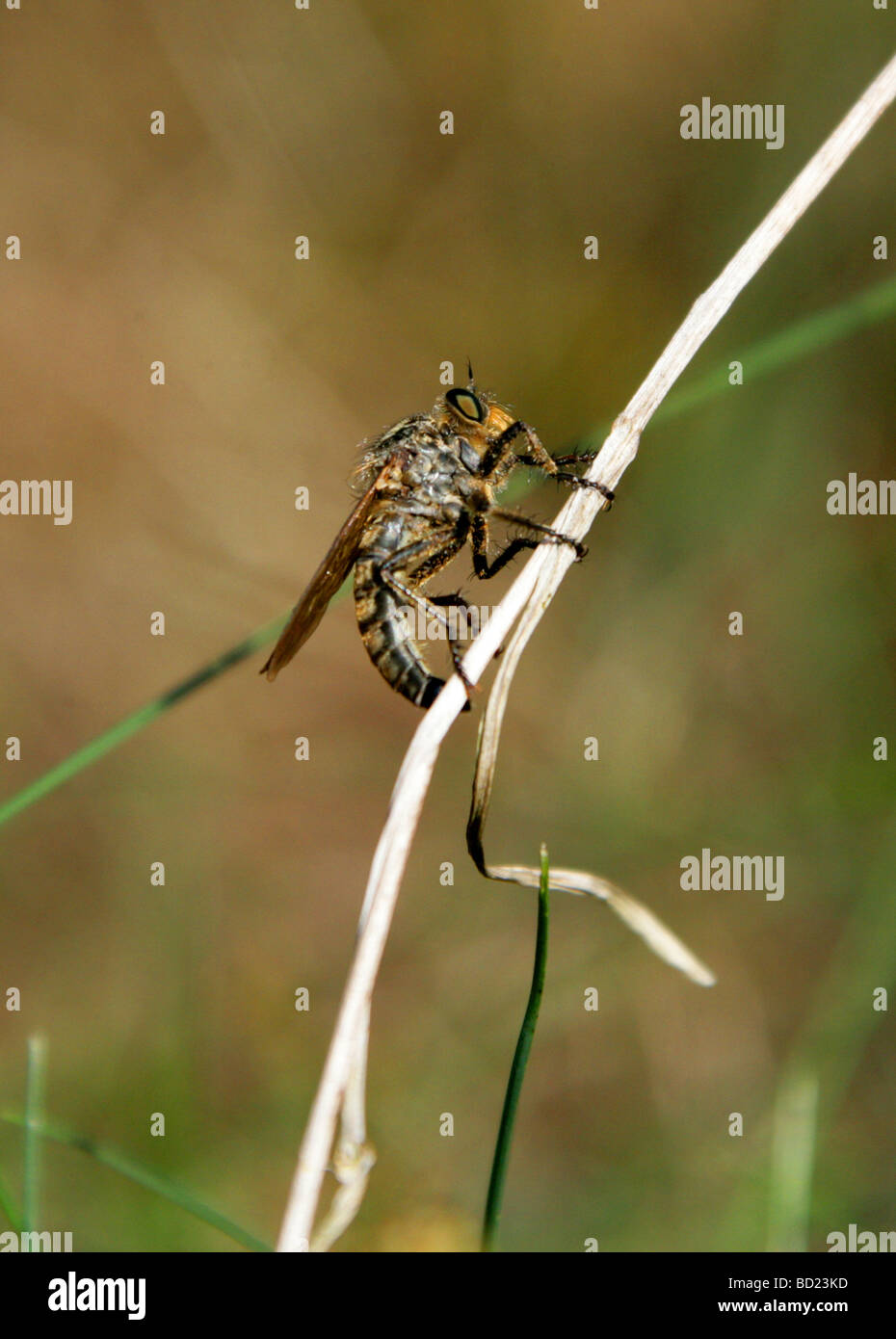 Common Awl Robberfly, Neoitamus cyanurus  Syn. Asilus cyanurus, Asilinae, Asilidae, Diptera. UK Stock Photo