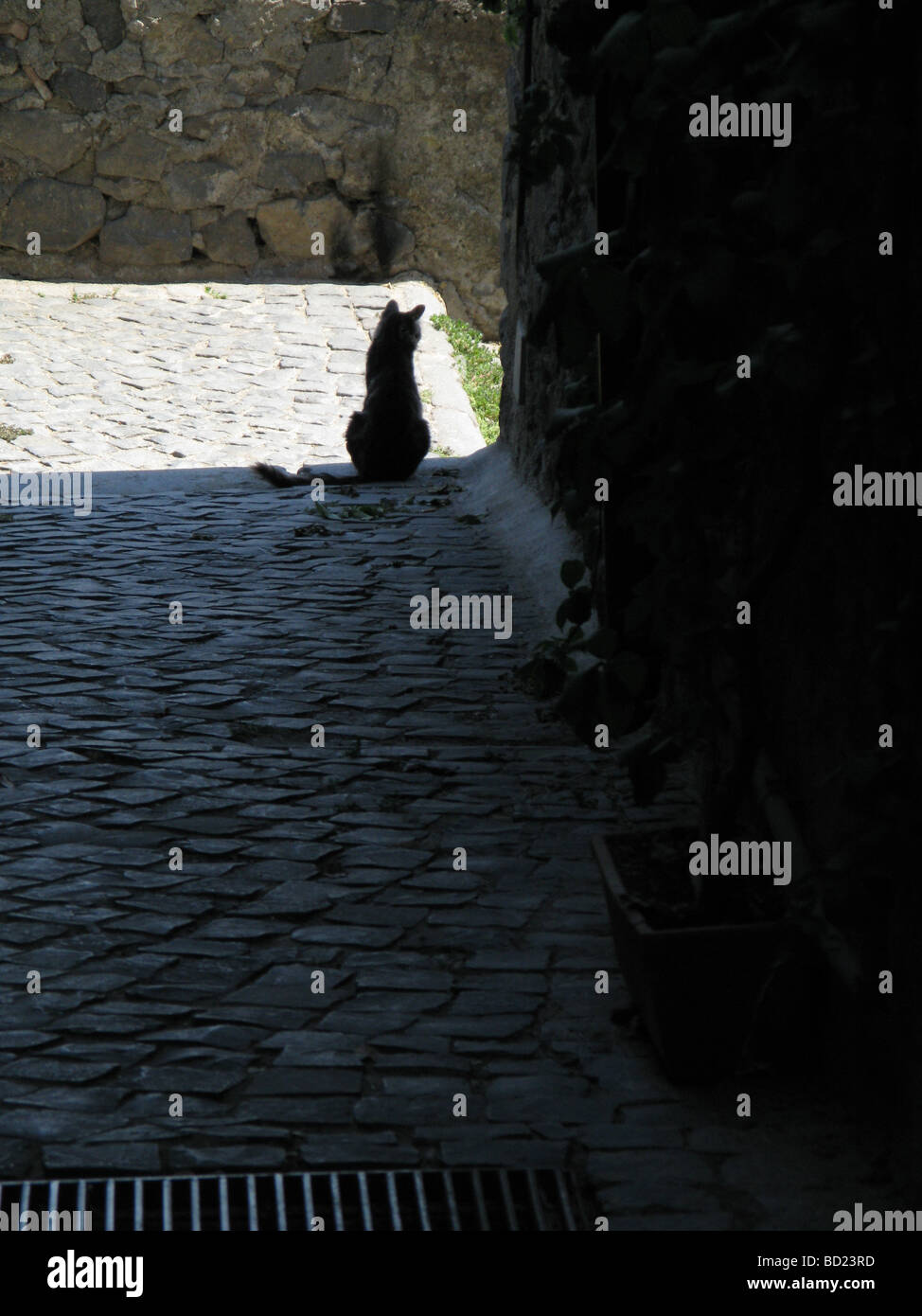 one black cat sitting in street in city town Stock Photo - Alamy