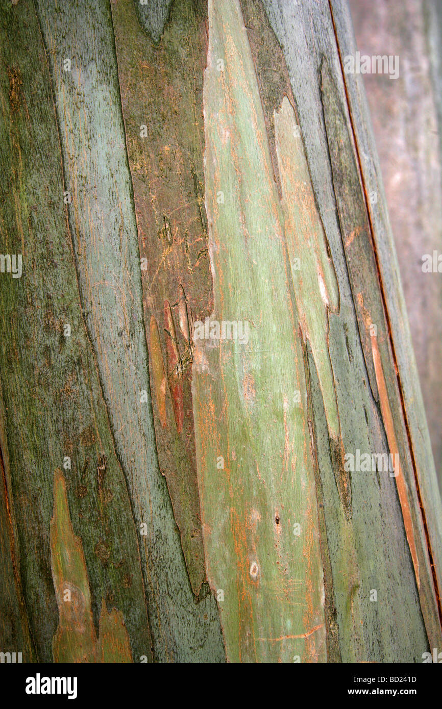 Spinning Gum Tree Bark, Eucalyptus perriniana, Myrtaceae, Victoria, Australia Stock Photo