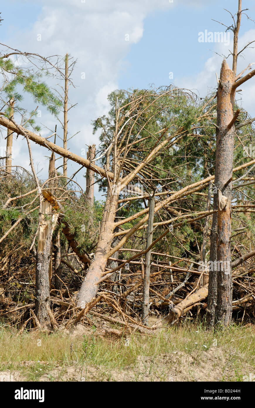 Consequence of tornado in forest Stock Photo