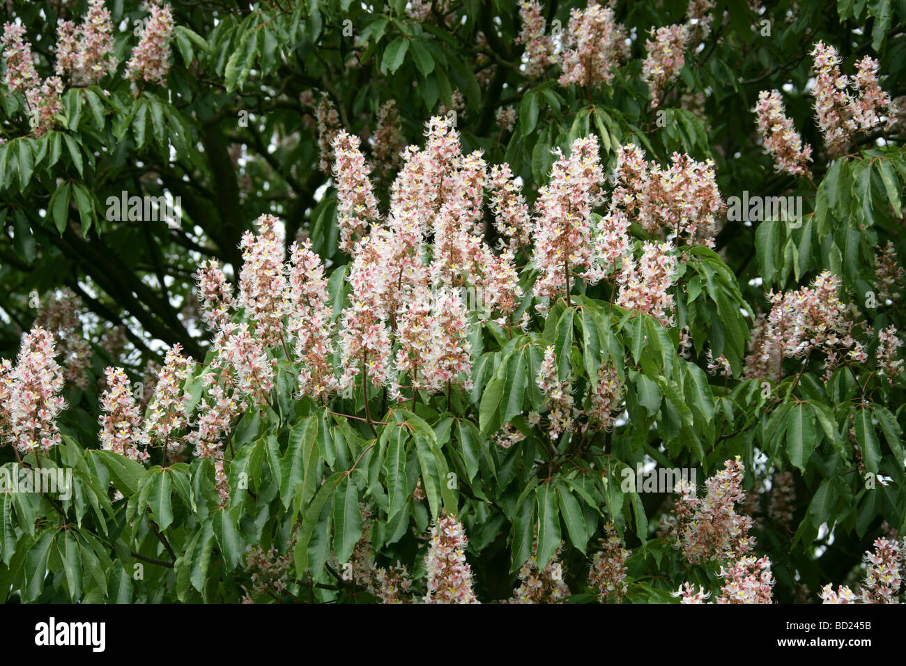 Indian Horse Chestnut Tree Flowers, Aesculus indica, Hippocastanaceae, Himalayas, Asia Stock Photo