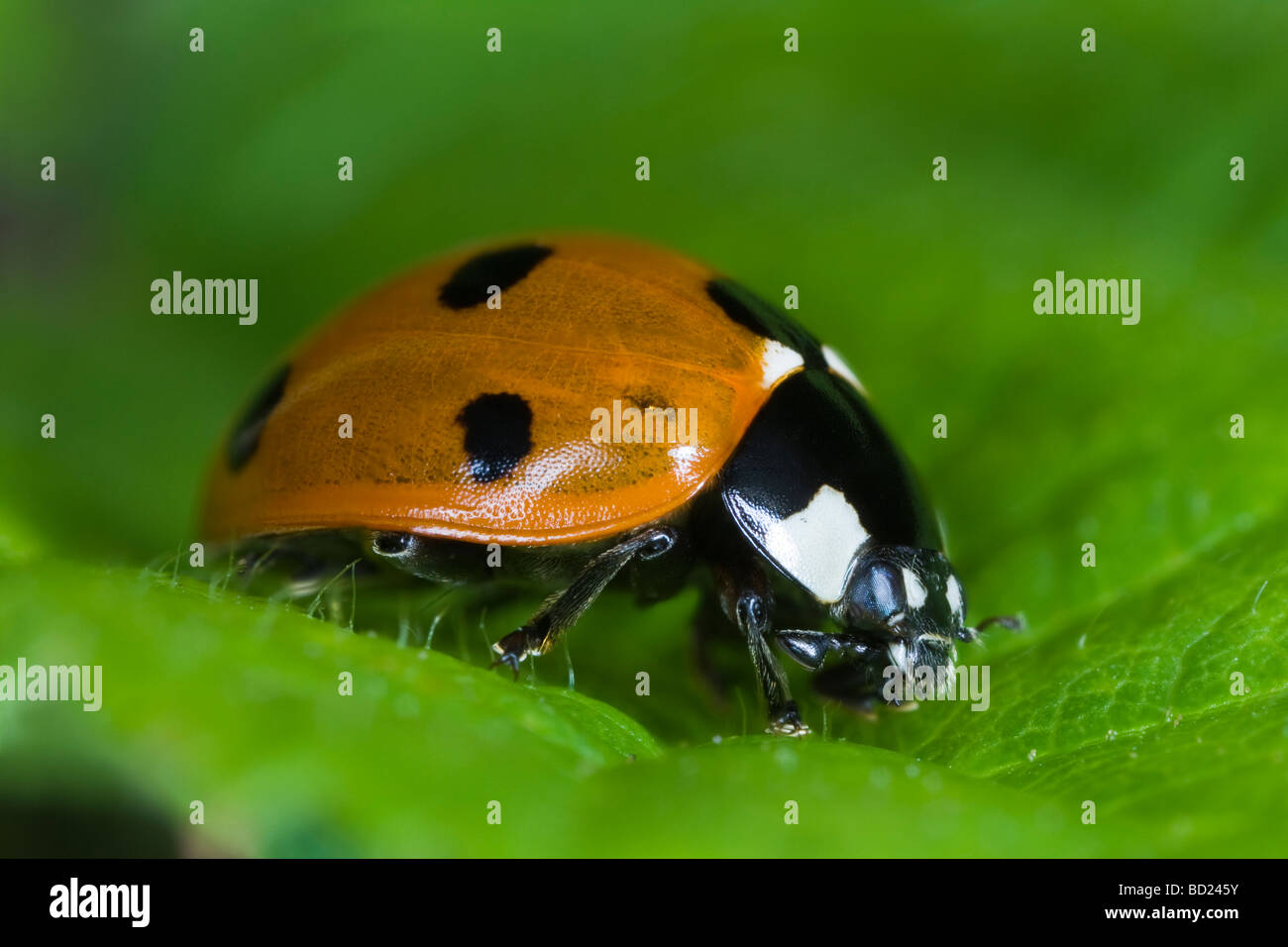 Seven-spot Ladybird (Coccinella septumpunctata) Stock Photo