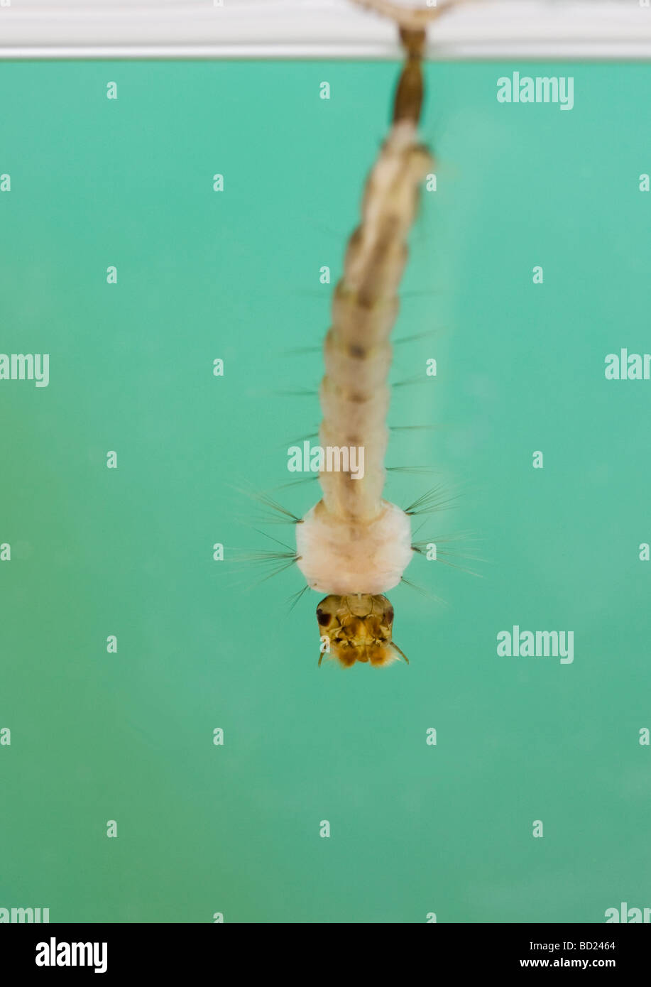 Larva of Yellow Fever mosquito (Aedes aegypti), a species that transmits West Nile Virus, Dengue and Yellow Fever Stock Photo