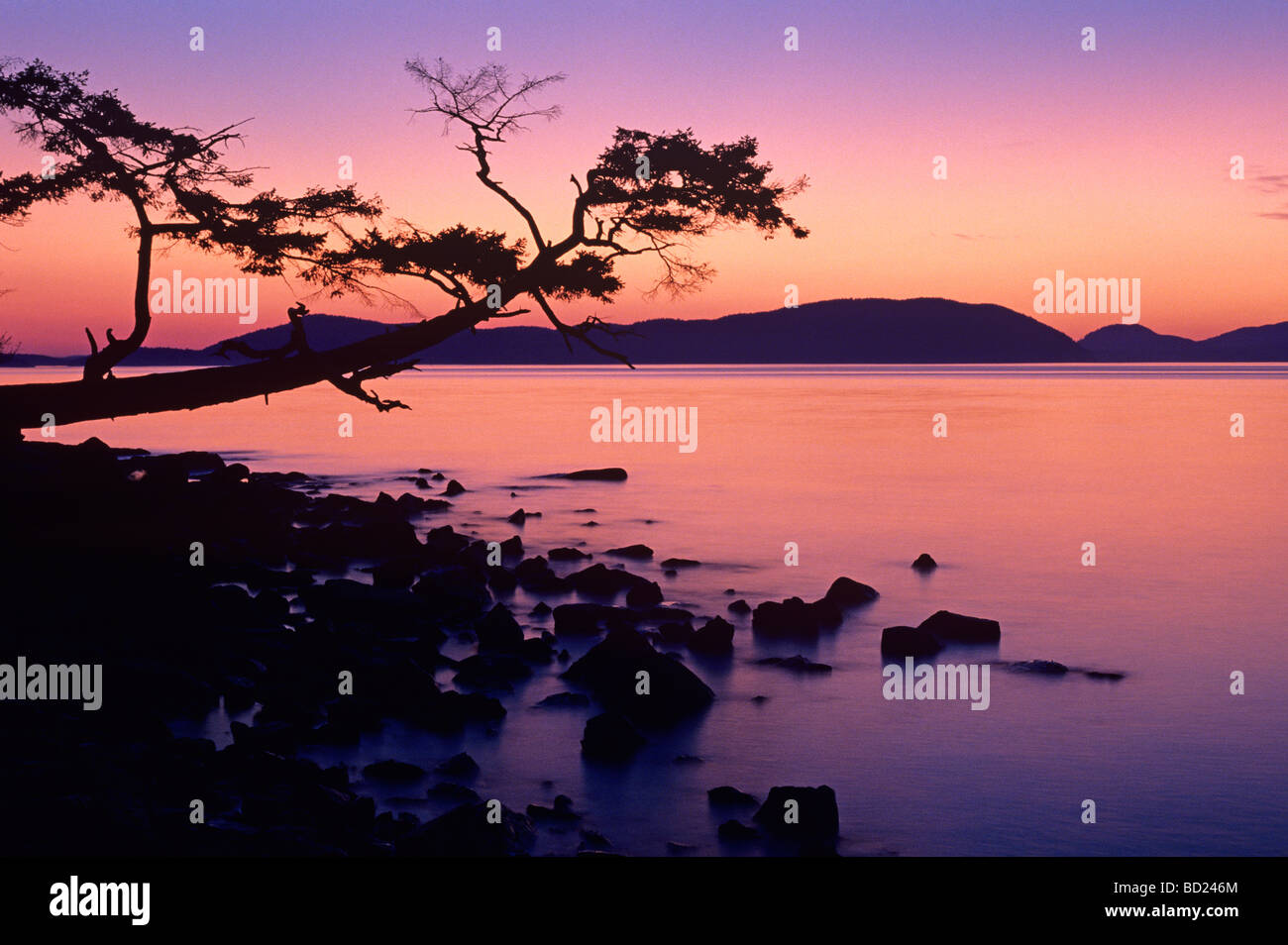 Silhouetted Tree Sunset Washington Park West Of Anacortes Washington State Usa Stock Photo Alamy