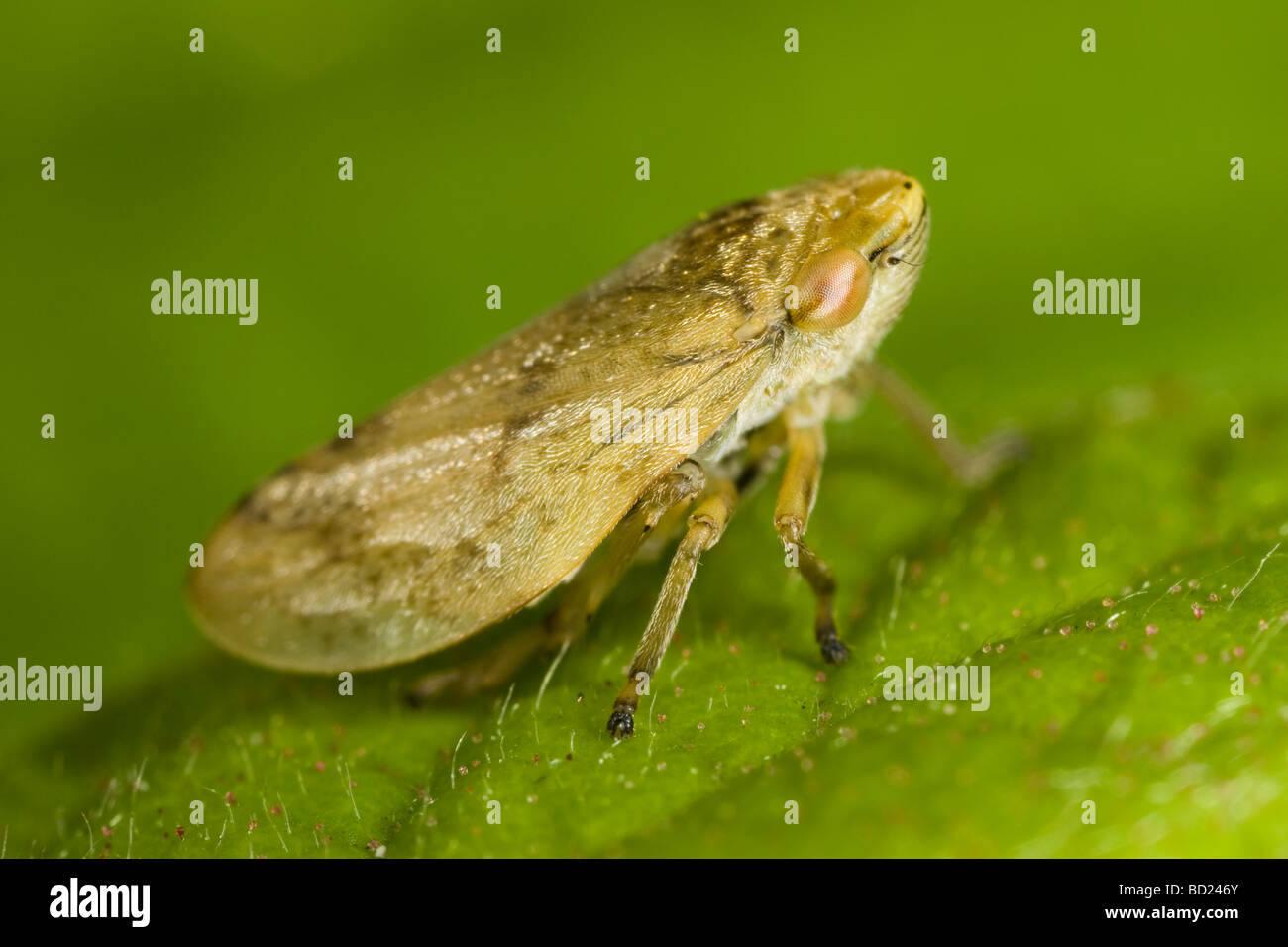 Common Froghopper (Philaenus spumarius Stock Photo Alamy