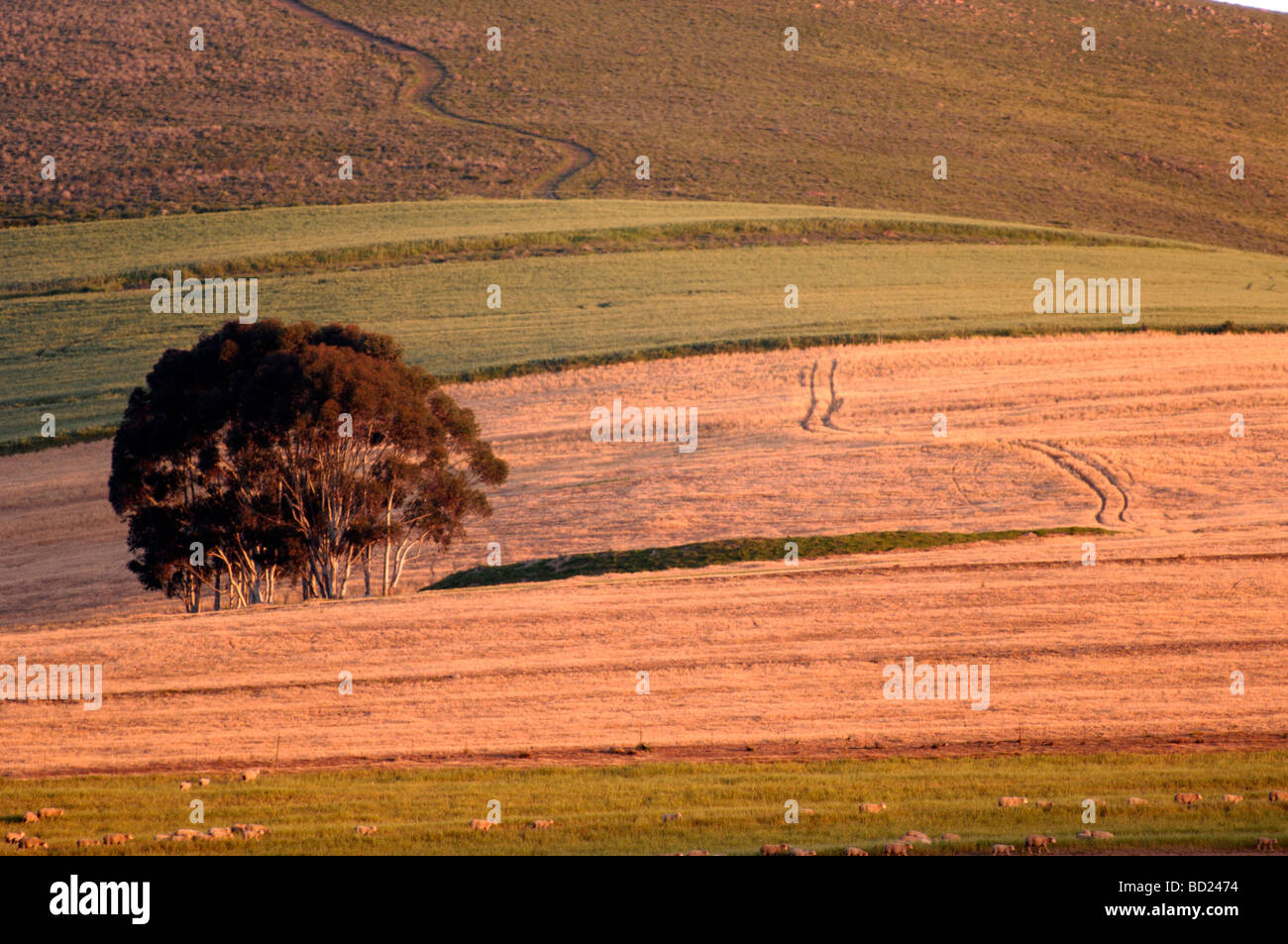 Farmland with trees, Western Cape, South Africa, Africa Stock Photo - Alamy