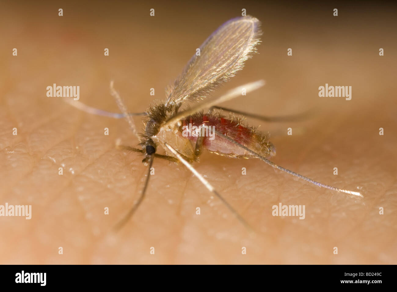Phlebotomine sandfly hires stock photography and images Alamy