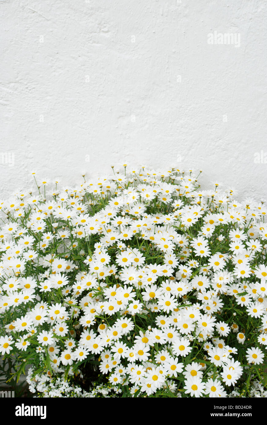 Daisies and white painted wall Stock Photo Alamy