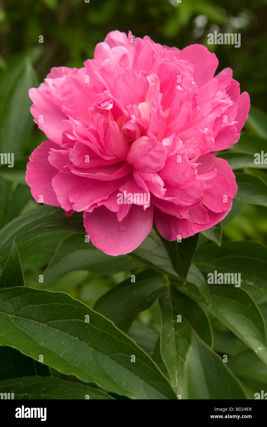 Peony seeds hires stock photography and images Alamy