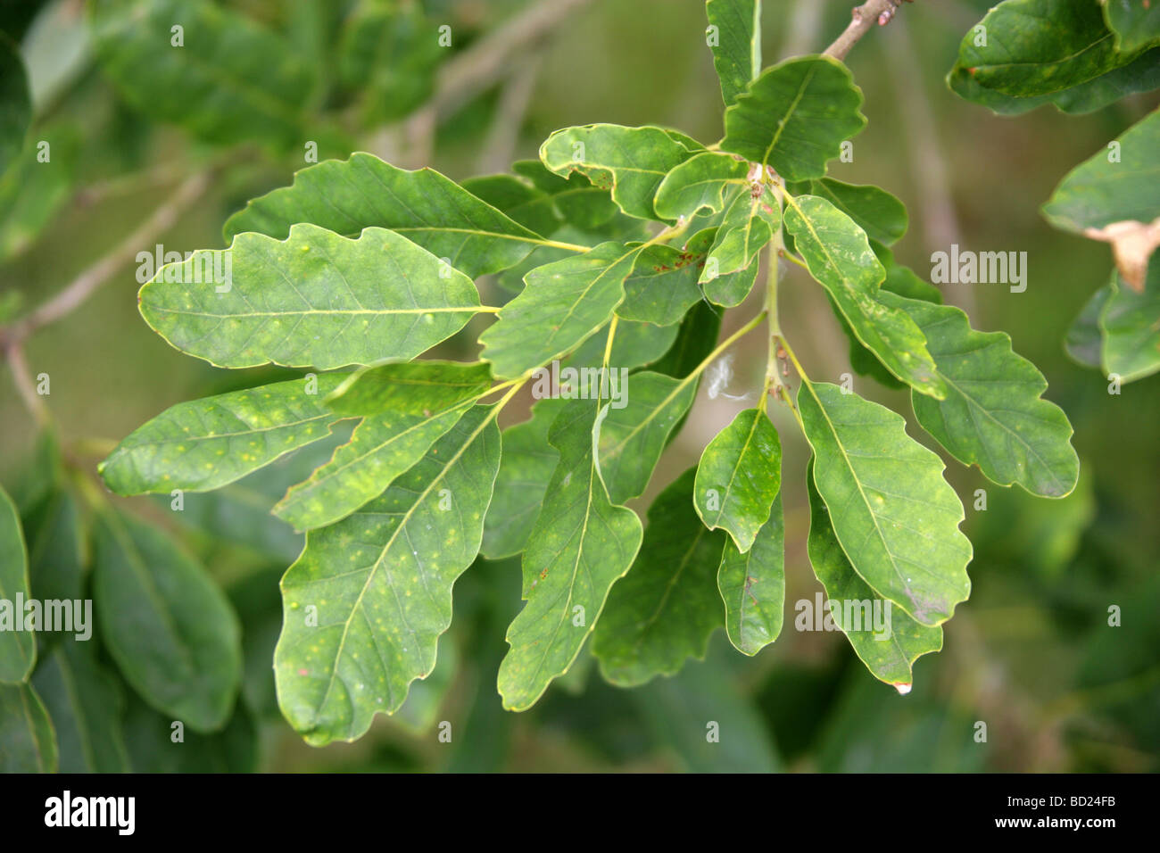 Aleppo Oak or Cyprus Oak Tree Leaves, Quercus boissieri syn Quercus infectoria var veneris, Fagaceae, Western Asia Stock Photo