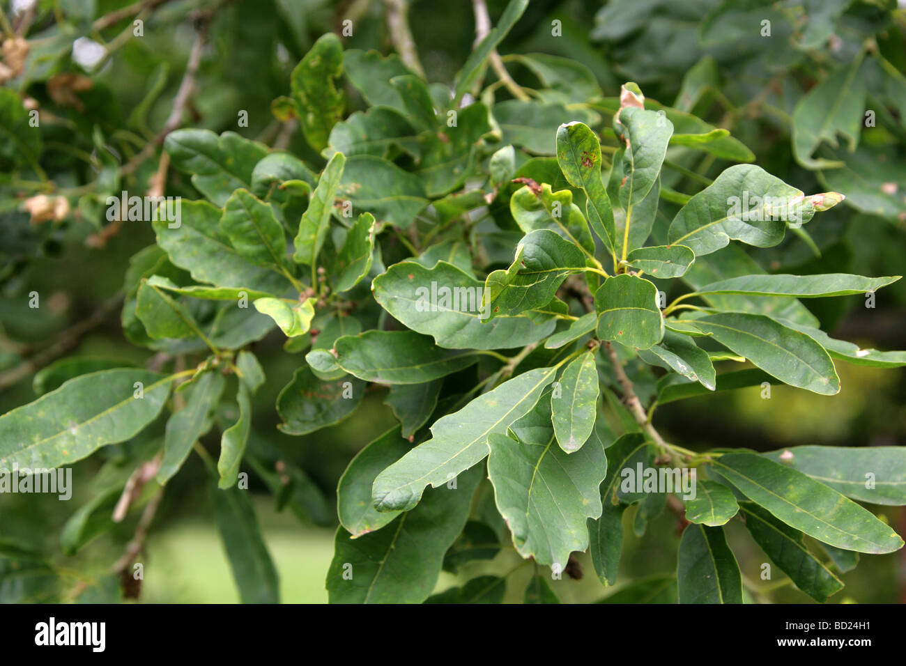 Aleppo Oak or Cyprus Oak Tree Leaves, Quercus boissieri syn Quercus infectoria var veneris, Fagaceae, Western Asia Stock Photo