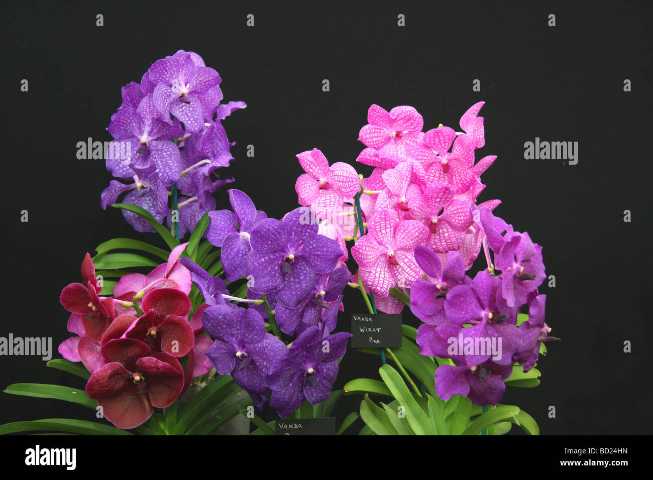 Vanda Orchids on display at RHS Tatton Park show Stock Photo