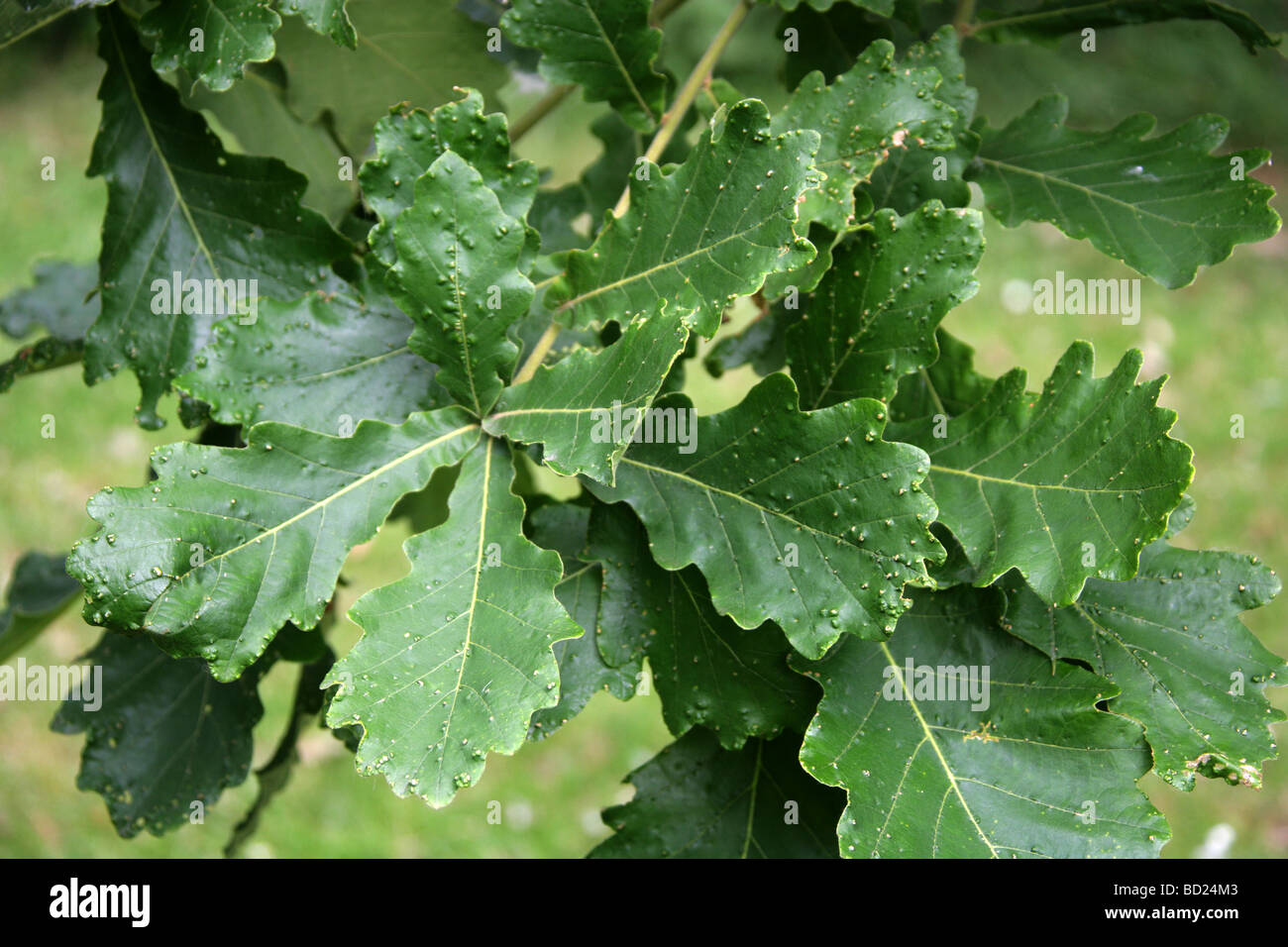 Daimyo Oak Tree Leaves, Quercus dentata syn Quercus maccormickii, Fagaceae, Eastern Asia. Stock Photo