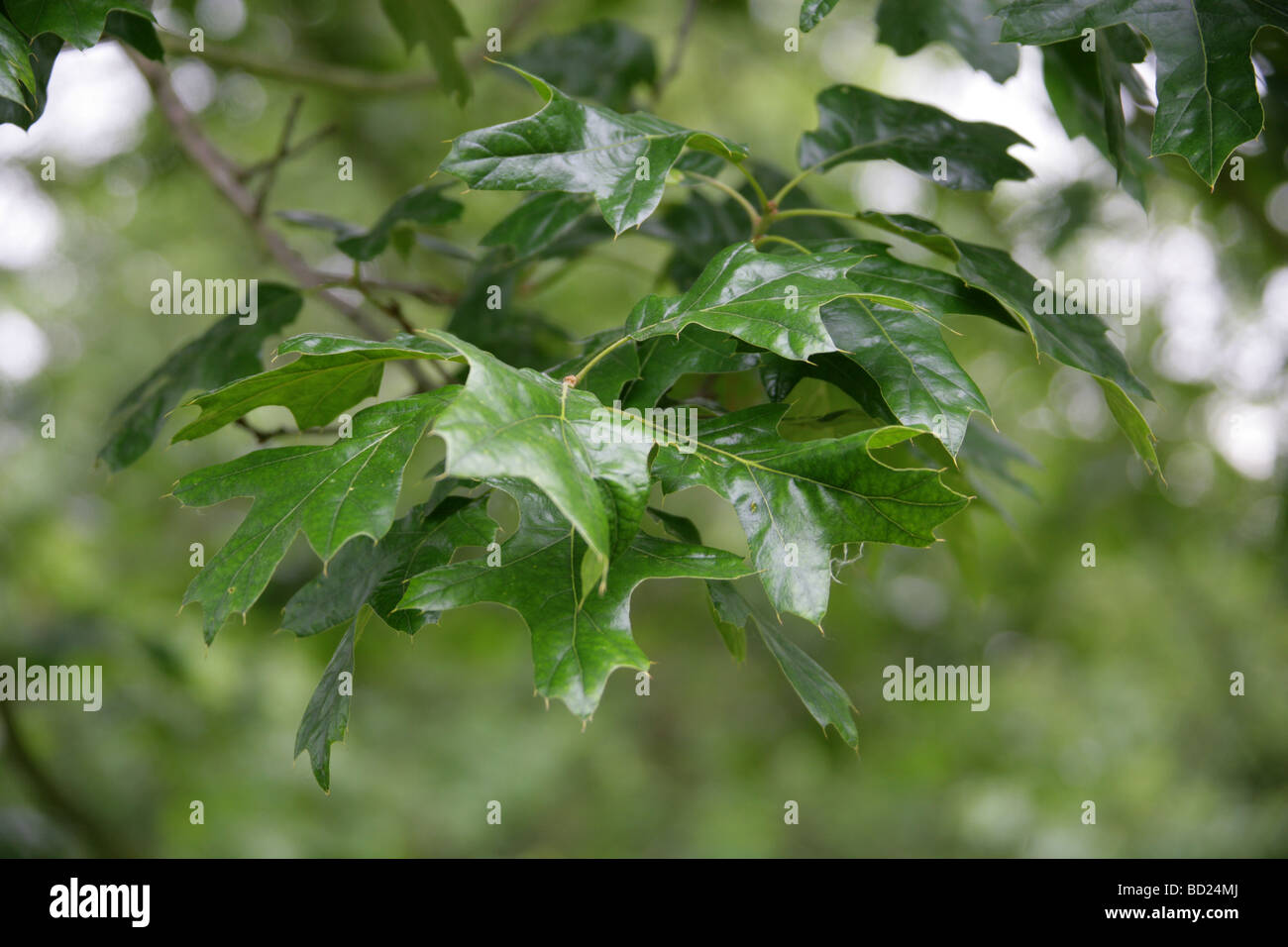 Northern Pin Oak or Hill's Oak Tree Leaves, Quercus ellipsoidalis, Fagaceae, Lobatae, Eastern North America Stock Photo