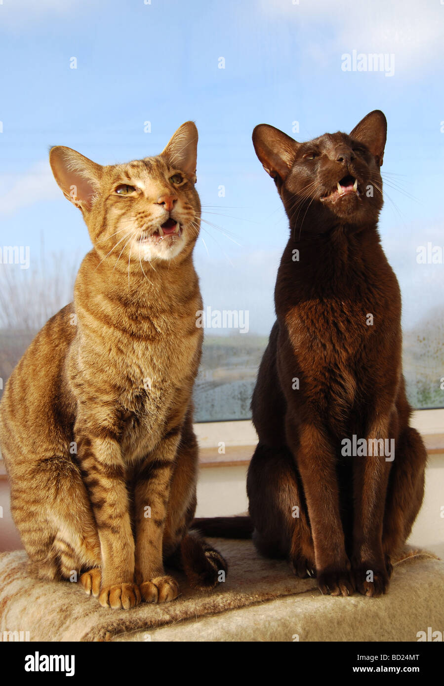 Chocolate Spotted Oriental and Havana cats Stock Photo