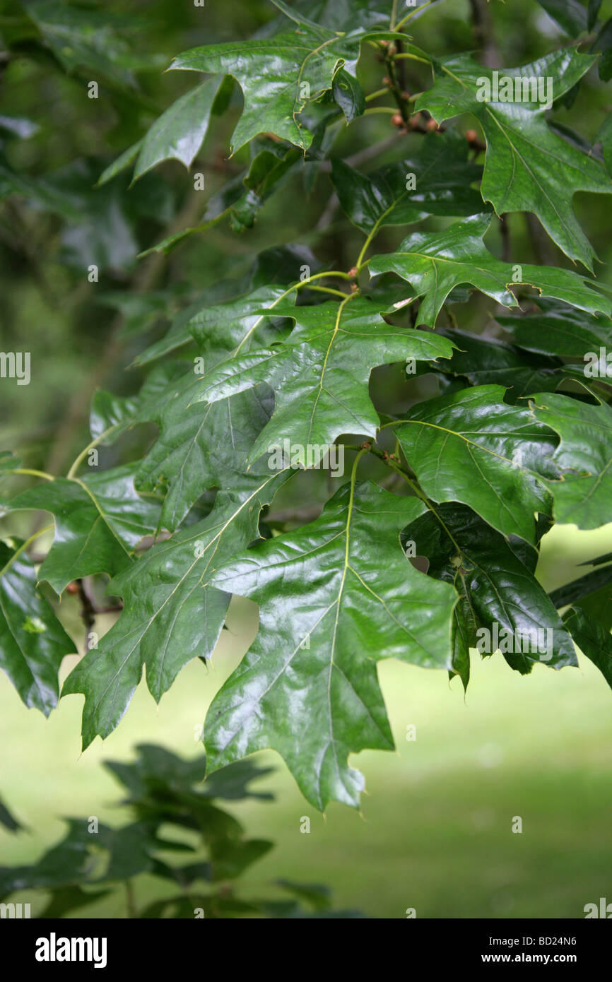 Northern Pin Oak or Hill's Oak Tree Leaves, Quercus ellipsoidalis, Fagaceae, Lobatae, Eastern North America Stock Photo
