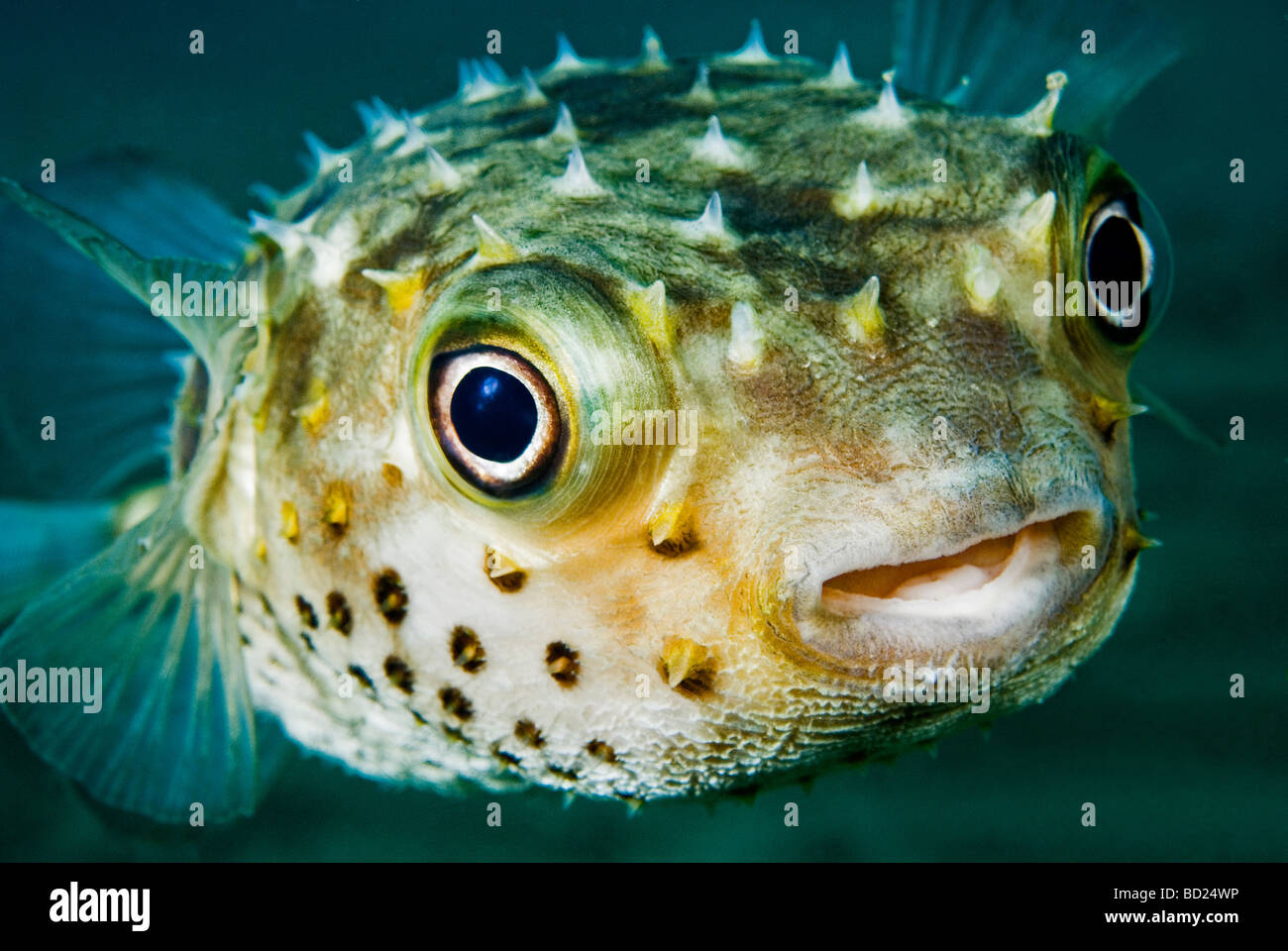 puffer fish Stock Photo