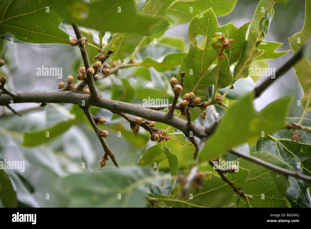 Black Jack or Blackjack Oak Tree Leaves, Quercus marilandica, Fagaceae, North East USA, North America Stock Photo