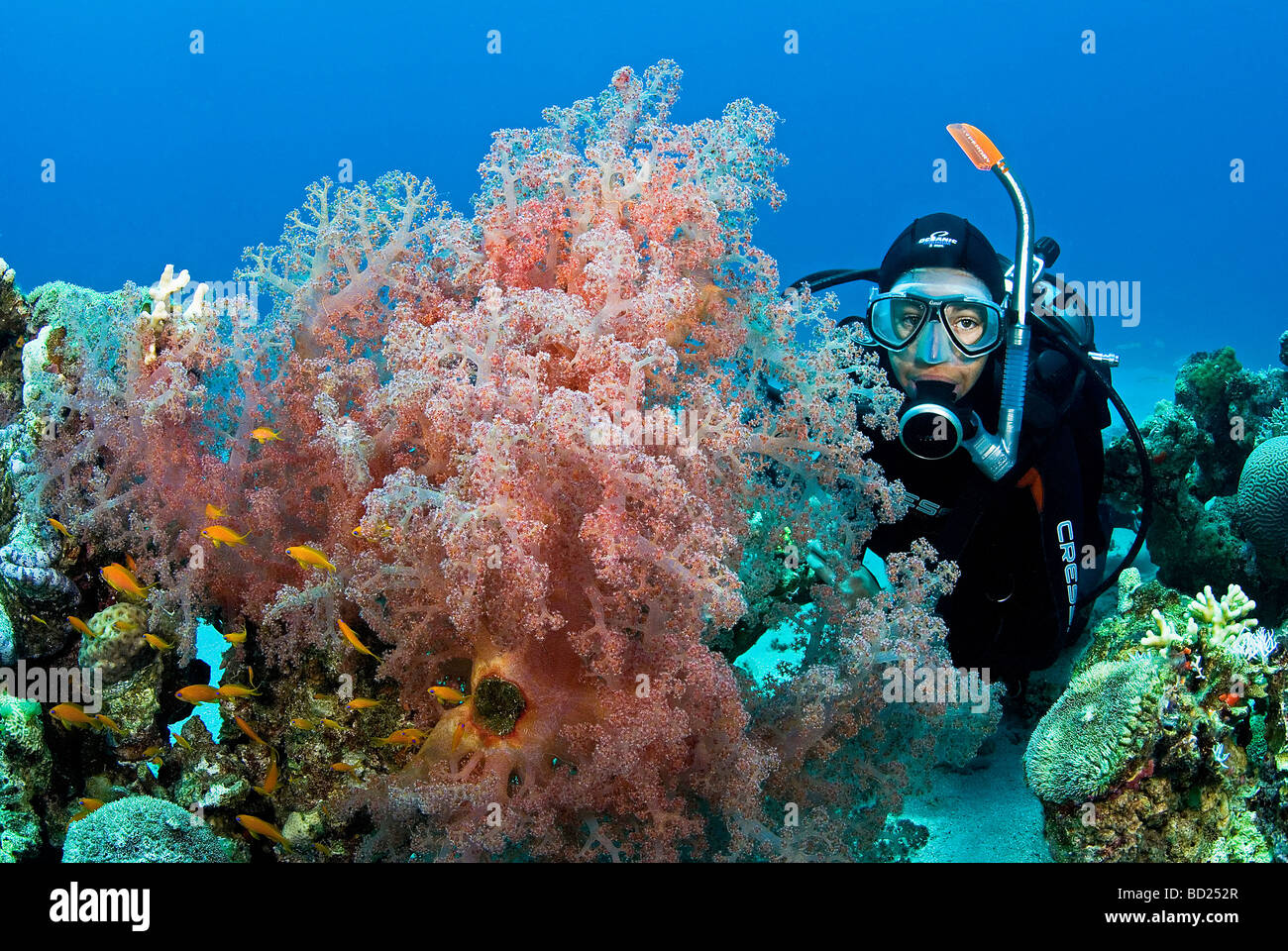 diver and soft coral Stock Photo