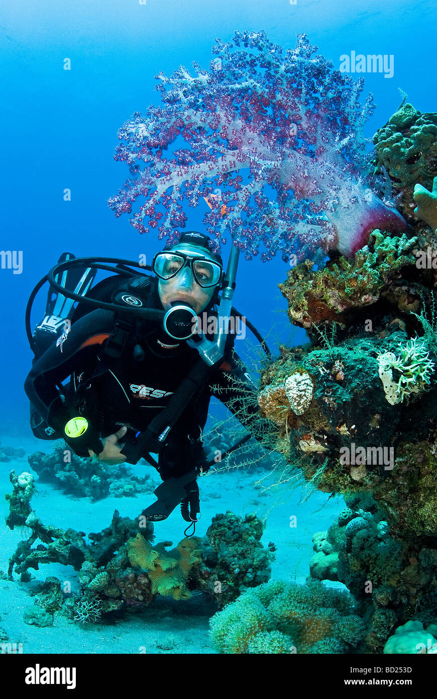 diver and soft coral Stock Photo