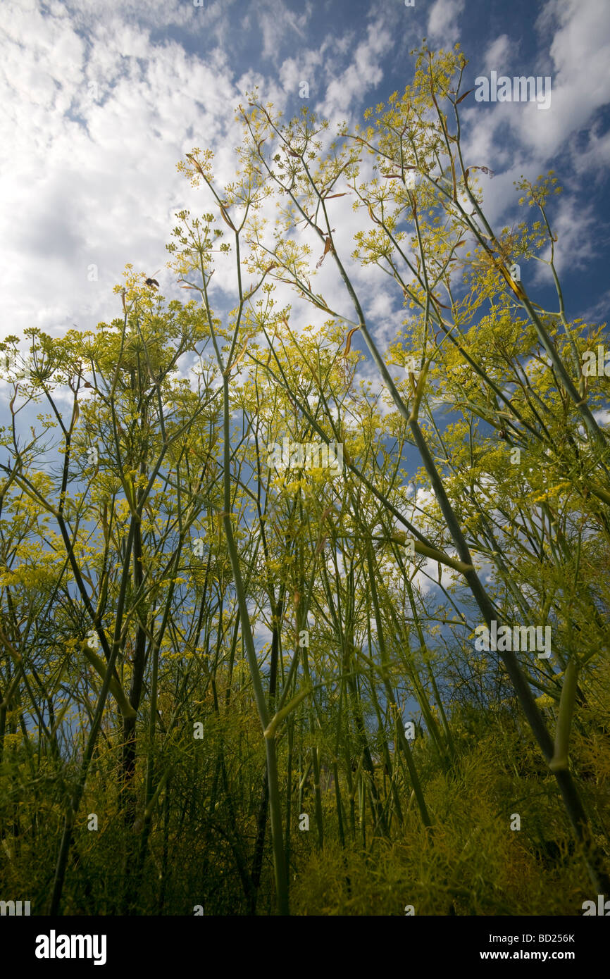 In Summer, native fennel plants in blossom (Allier - France). En Eté, fenouil sauvage (Foeniculum vulgare) en fleur (France). Stock Photo