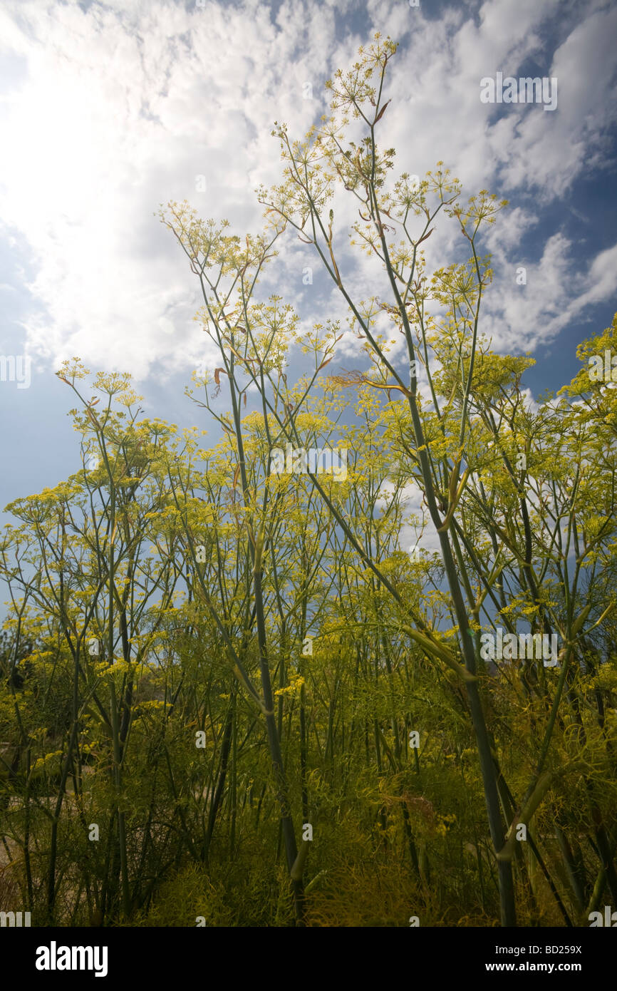 In Summer, native fennel plants in blossom (Allier - France). En Eté, fenouil sauvage (Foeniculum vulgare) en fleur (France). Stock Photo