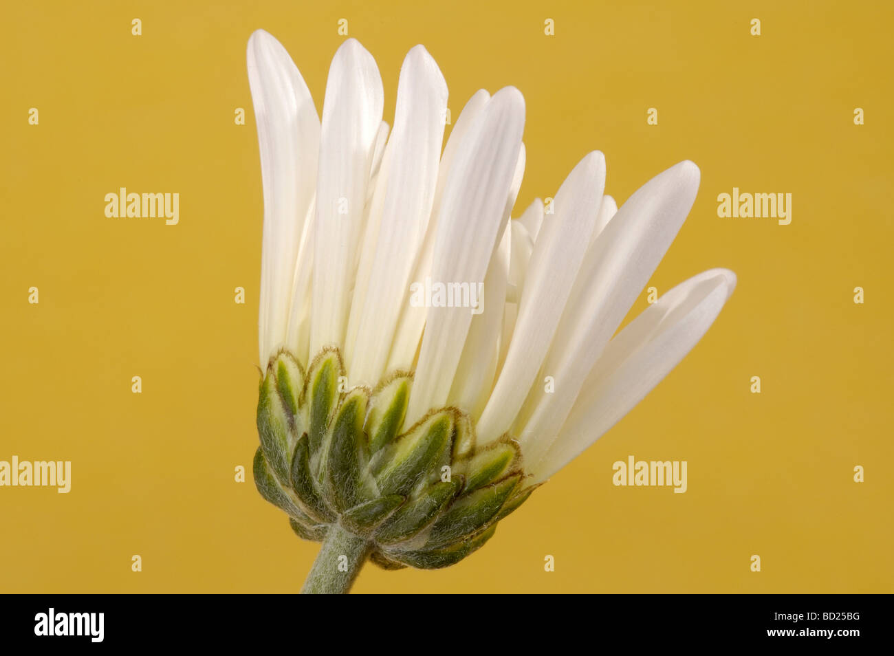 White gerbera daisy bud on yellow background Stock Photo Alamy