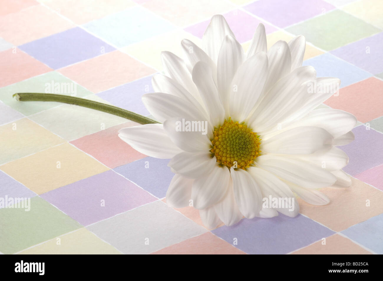 Gerbera daisy on pastel checked background. Stock Photo