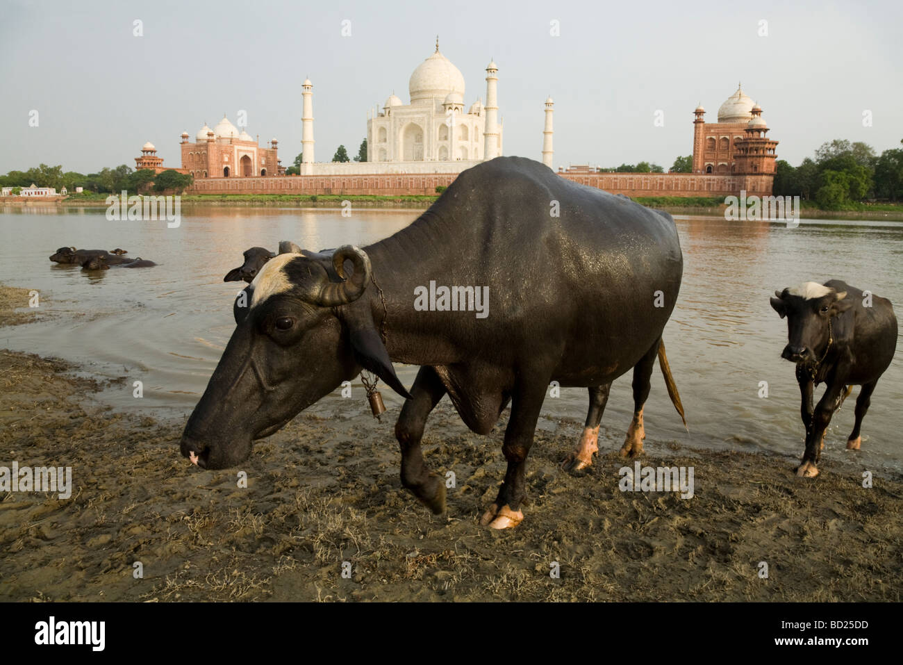 Oxen emerge from the Yamuna River with the north side of the Taj Mahal in  the distance. Agra, India Stock Photo - Alamy