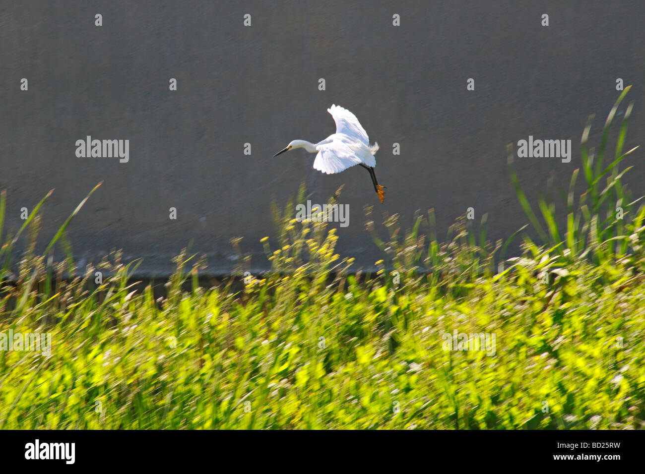 Egret prepare to landing. Stock Photo