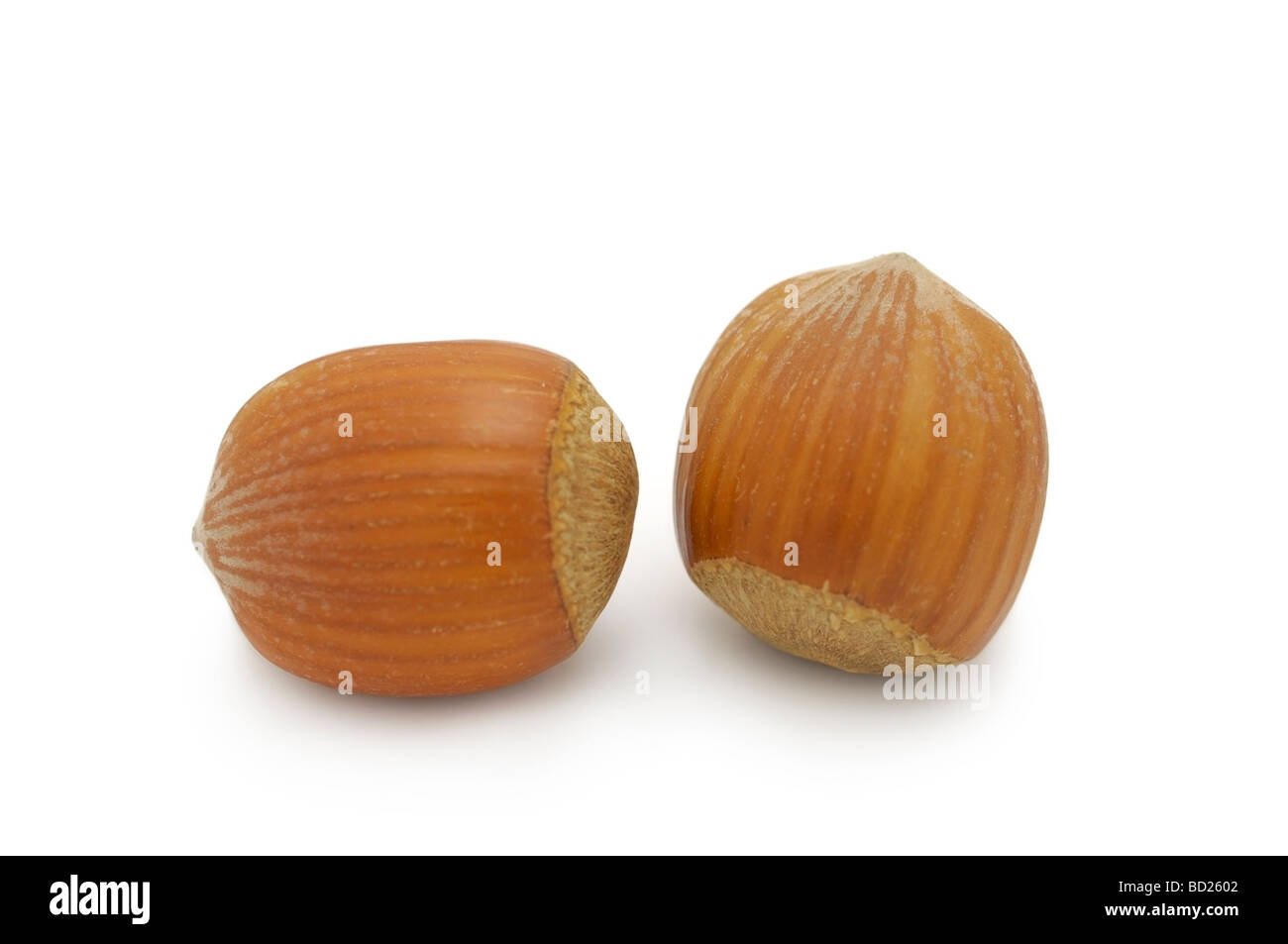 Hazelnuts / Filberts Stock Photo