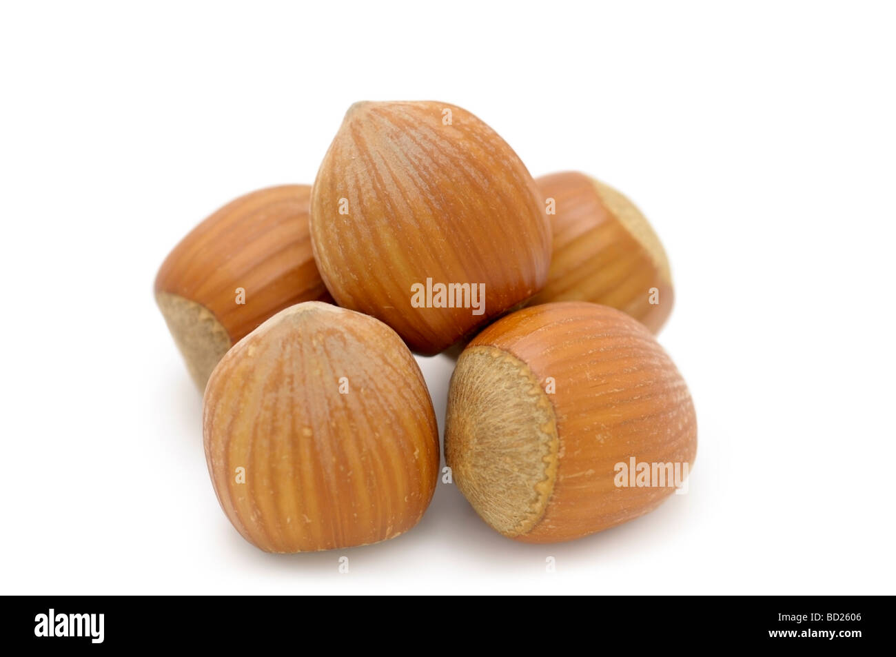 Hazelnuts / Filberts Stock Photo Alamy