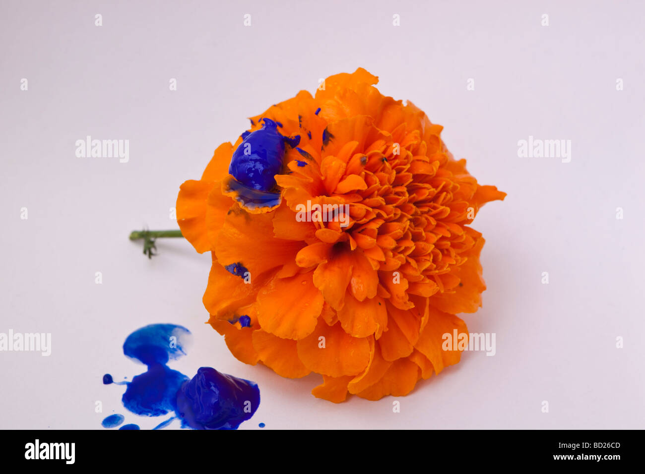 A simple orange cut flower splashed with blue paint Stock Photo