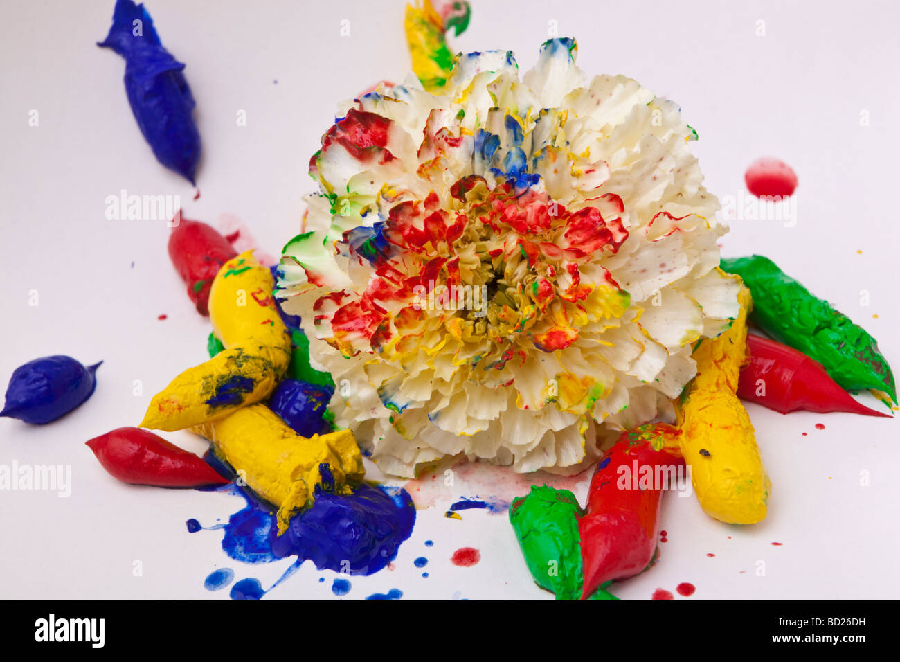 A simple white cut flower surrounded by paint with mixed paint on the petals Stock Photo
