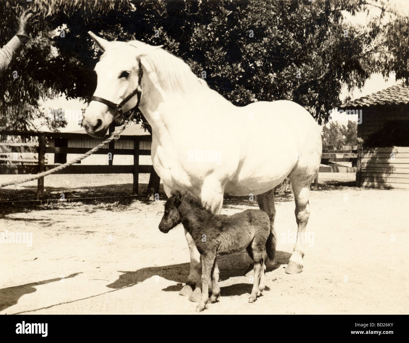 Little Wild Horse from Grand Canyon Stock Photo